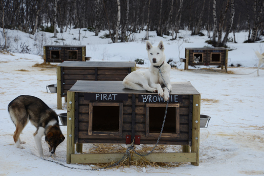 Schlittenhunde des Schneehotels Kirkenes.