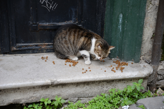 Istanbuler Straßenkatzen müssen nicht in Abfällen nach Essensresten wühlen. Hausbewohner versorgen sie täglich mit Trockenfutter.